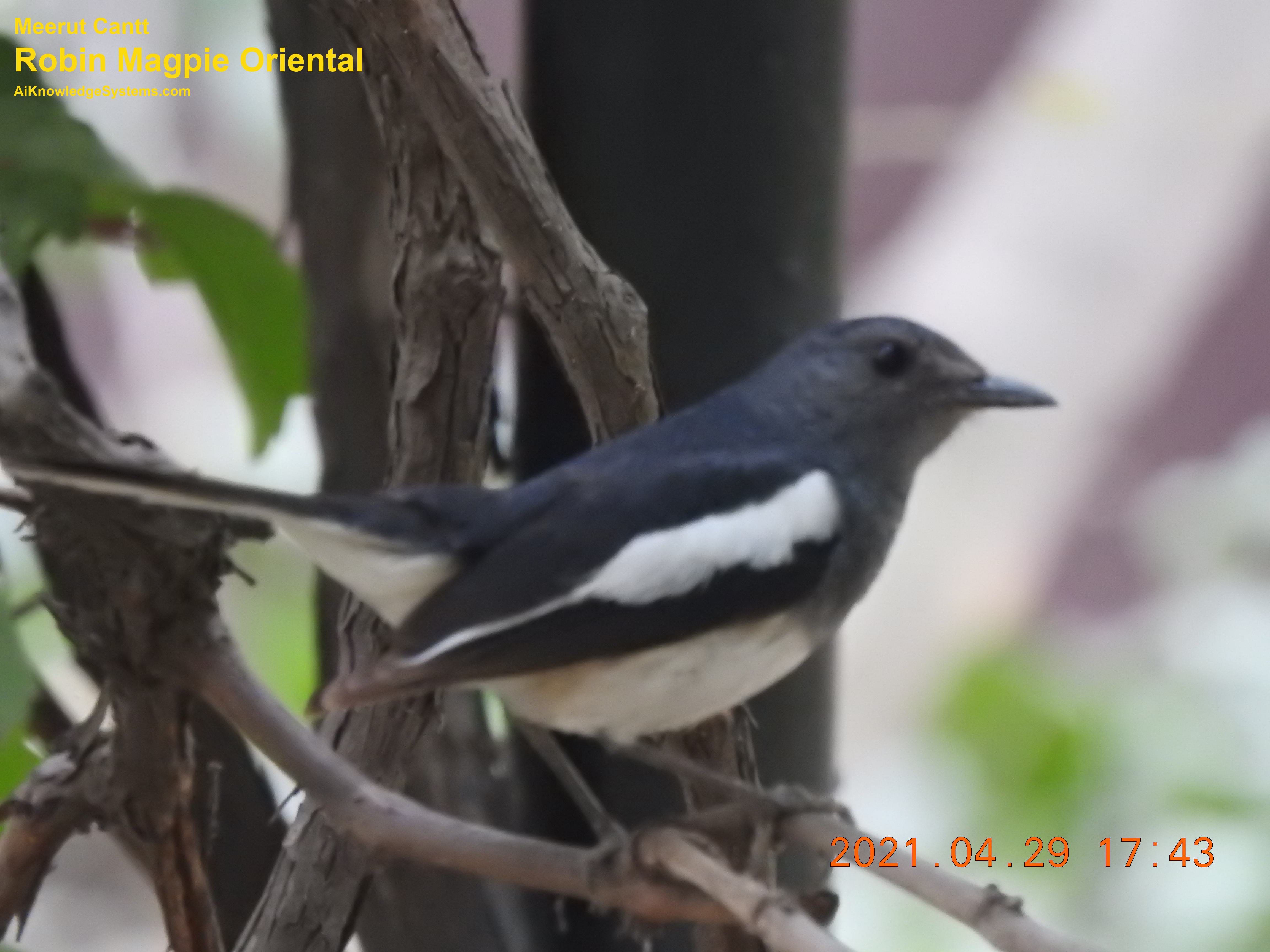 Magpie Robin (16) Coming Soon